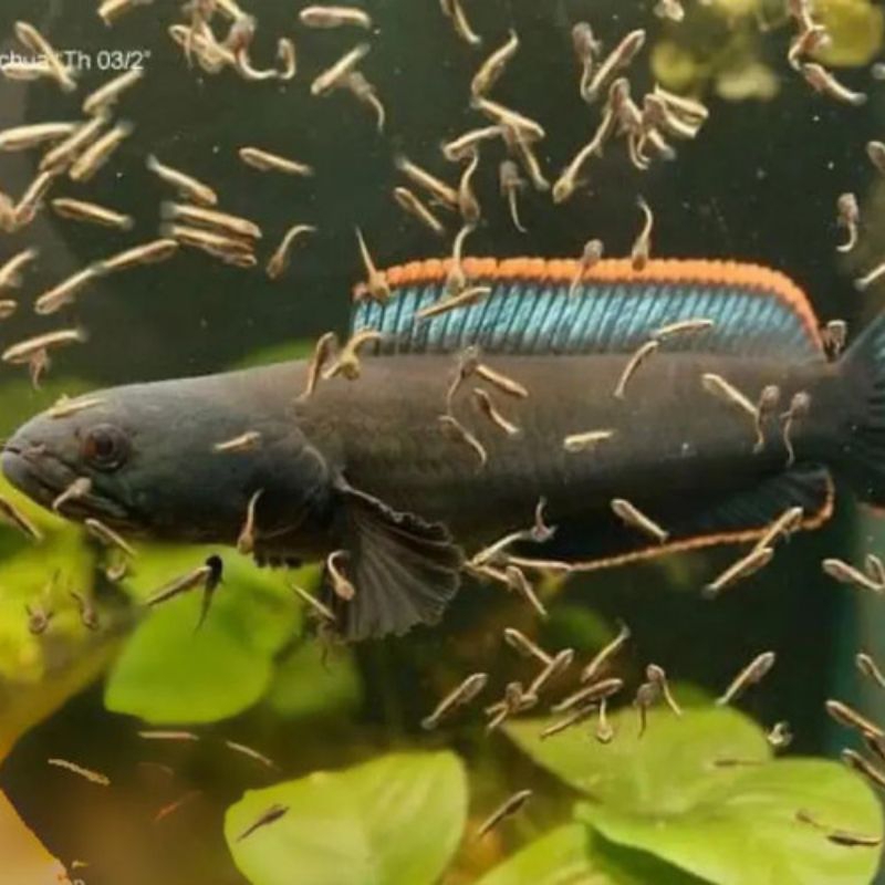 Sepasang pair chana Limbata Gendong telur rim tebel