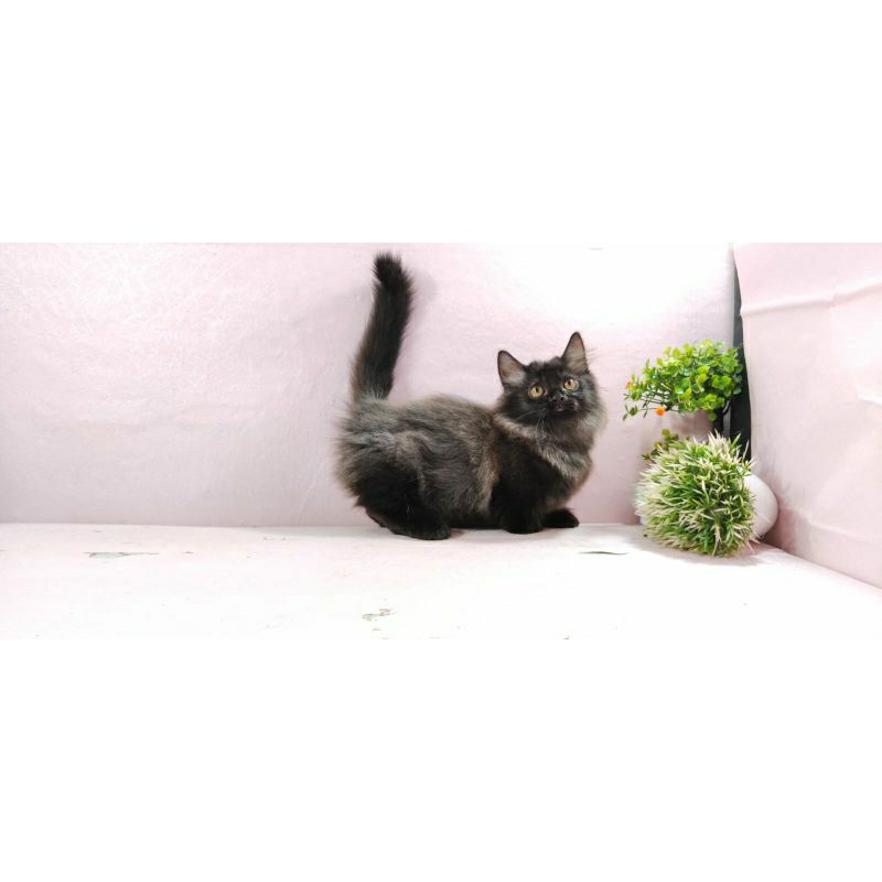Kucing Munchkin Jantan Black smoke