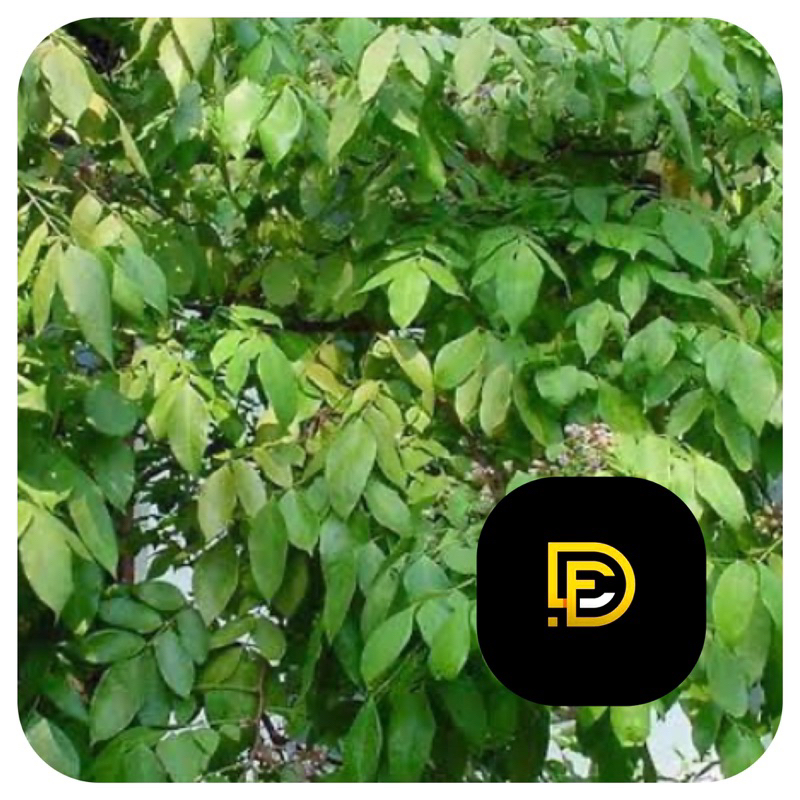 

Daun belimbing manis segar 200 gram-az