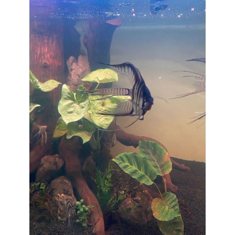 ikan hias manfish altum slayer