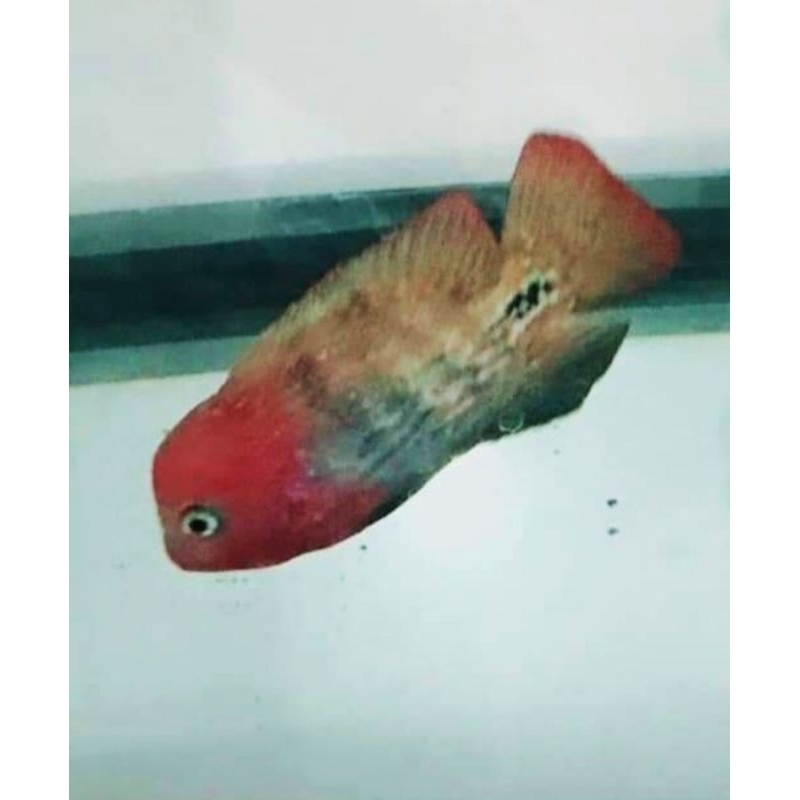 Burayak Louhan Kamfa F1 Merah Merona 3 cm