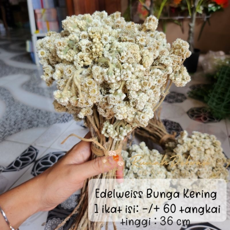 Bunga Kering Edelwise edelweis