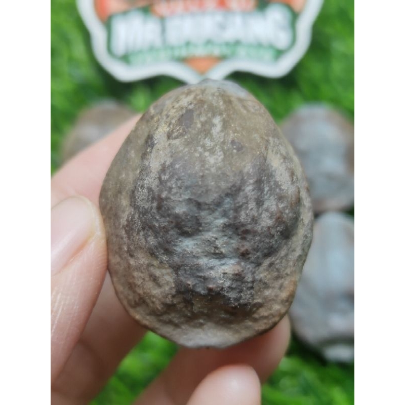 MUNCANG ADU JAYANTI SI EMBER ORIGINAL 100%