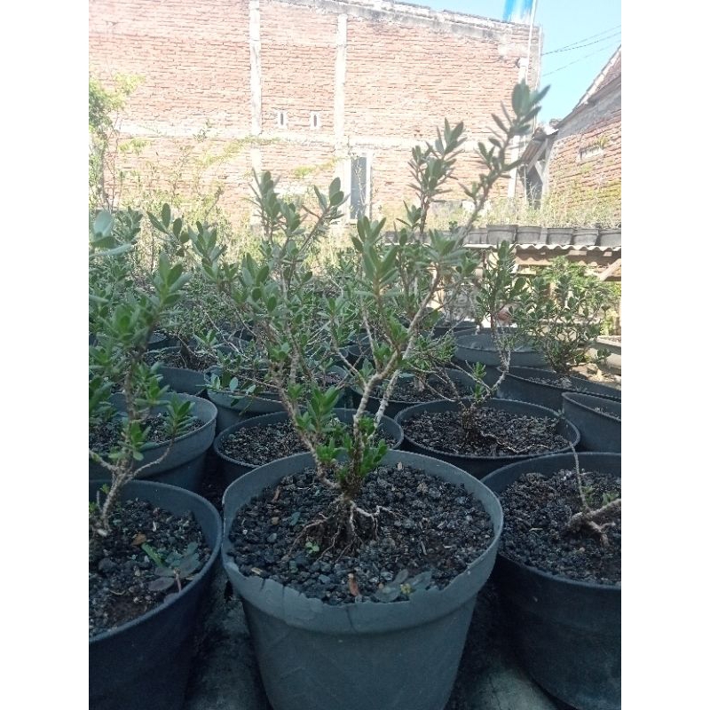 bonsai santigi bibit bahan bonsai santigi semai biji