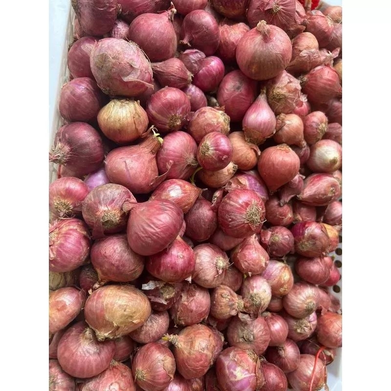 

Bawang merah padang/brambang padang