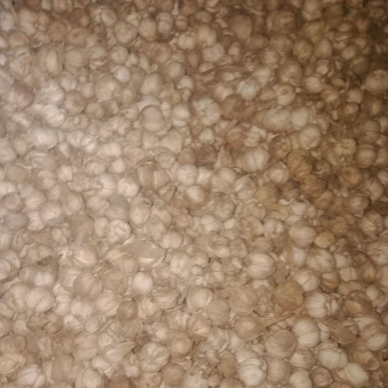 

kapulaga kering 1kg 100ribu