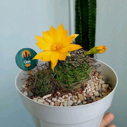 KAKTUS KAIL / Sukulen / Tanaman kaktus / pot kaktus / kaktus ownroot / kaktus potelan / hampers kakt