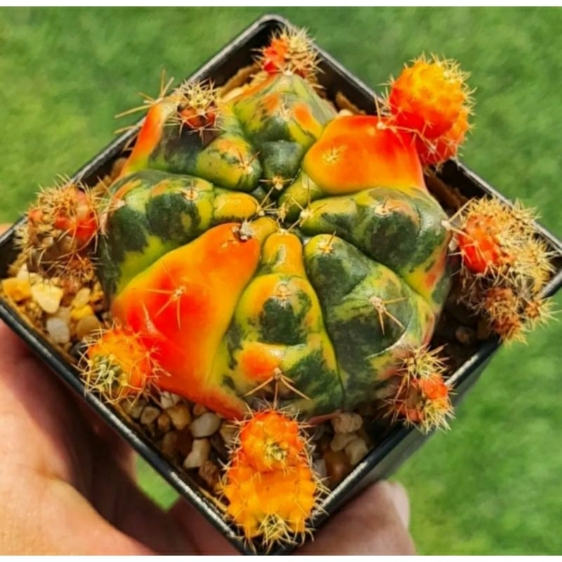 GYMNOCALYCIUM DAMSII VARIEGATA / GYMNO DAMSII VARIEGATA / KAKTUS IMPORT / KAKTUS MURAH / KAKTUS OWNR