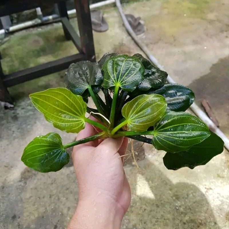 echinodorus_iguazu original and high quality