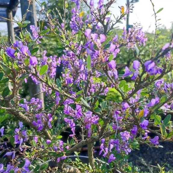 Bahan bonsai saeng simbur vietnam bibit
