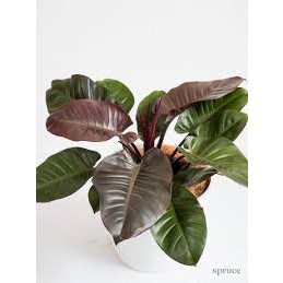 philodendron black cardinal