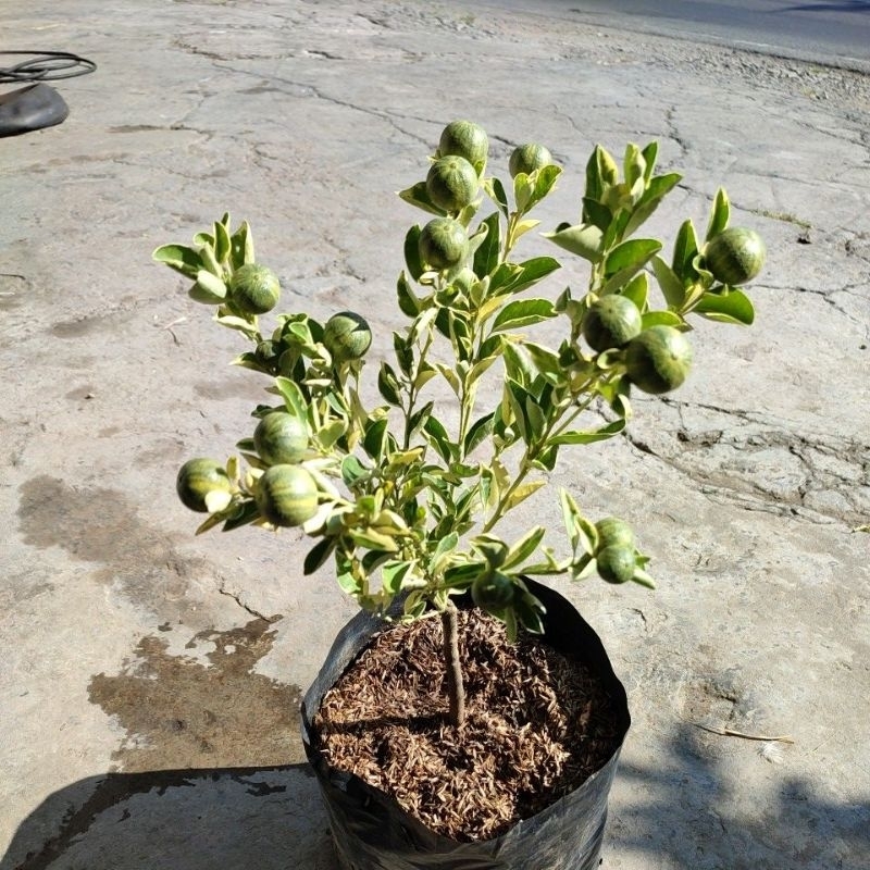 Bibit jeruk kasturi sonkit jeruk kip varigata berbuah