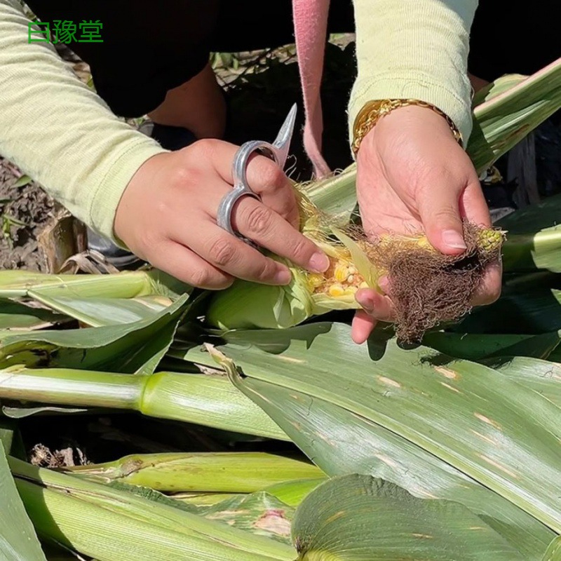 Alat Pengupas Kulit Jagung Manual Praktis Anti Ribet Mudah