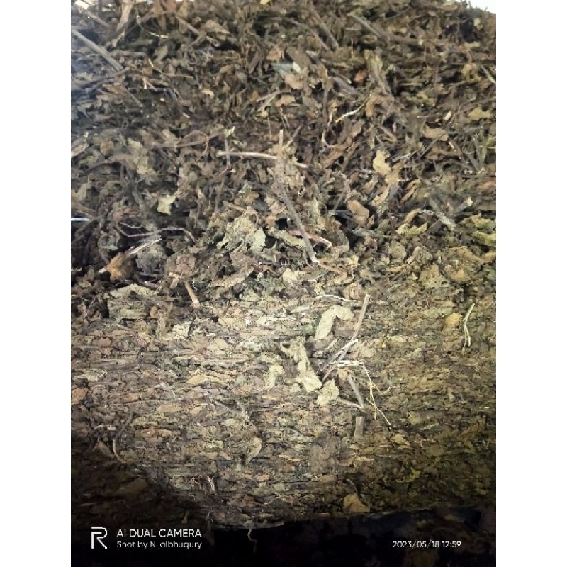 

Daun cincau hitam GRADE A