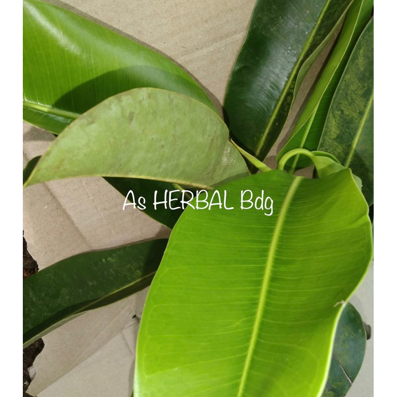 

Daun karet kebo segar petik langsung-az