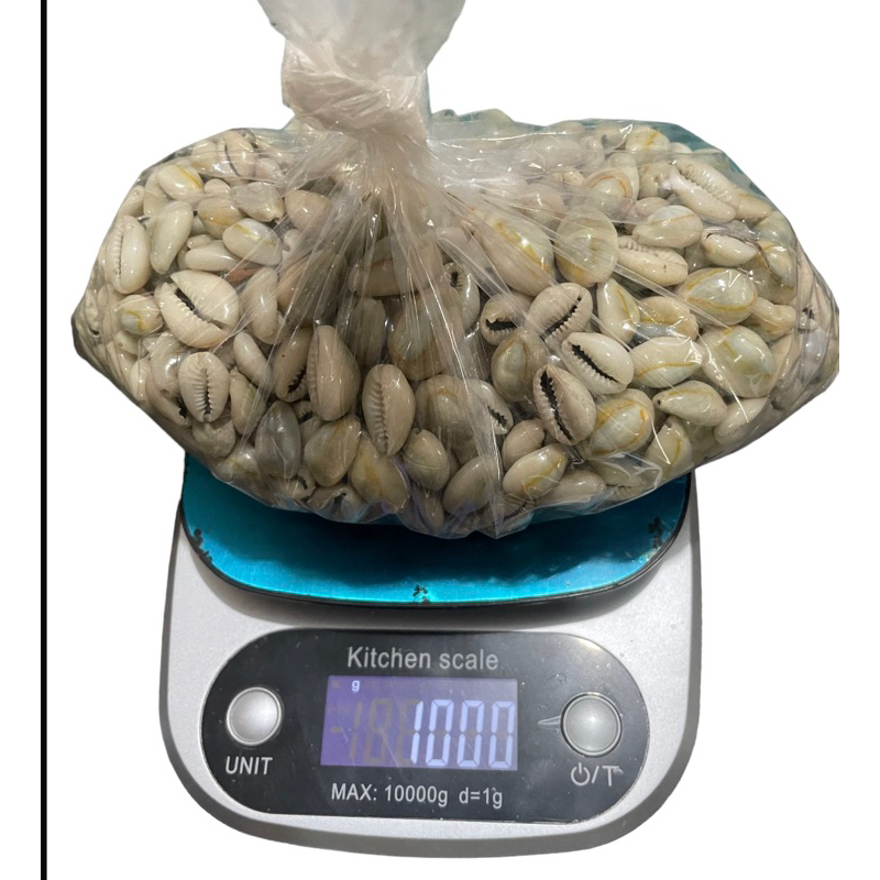 kerang / kuwuk untuk permainan congklak