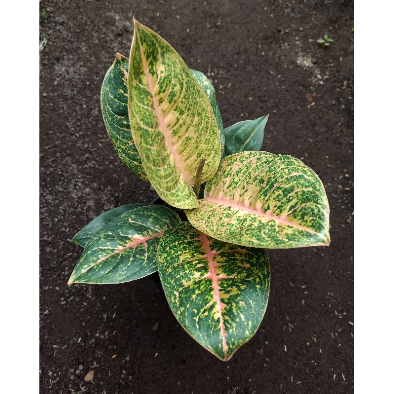 Aglonema Harley Queen