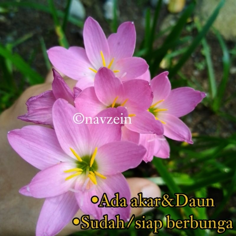 

Bibit Lily Hujan/Rain Lily Pink Satu Rumpun