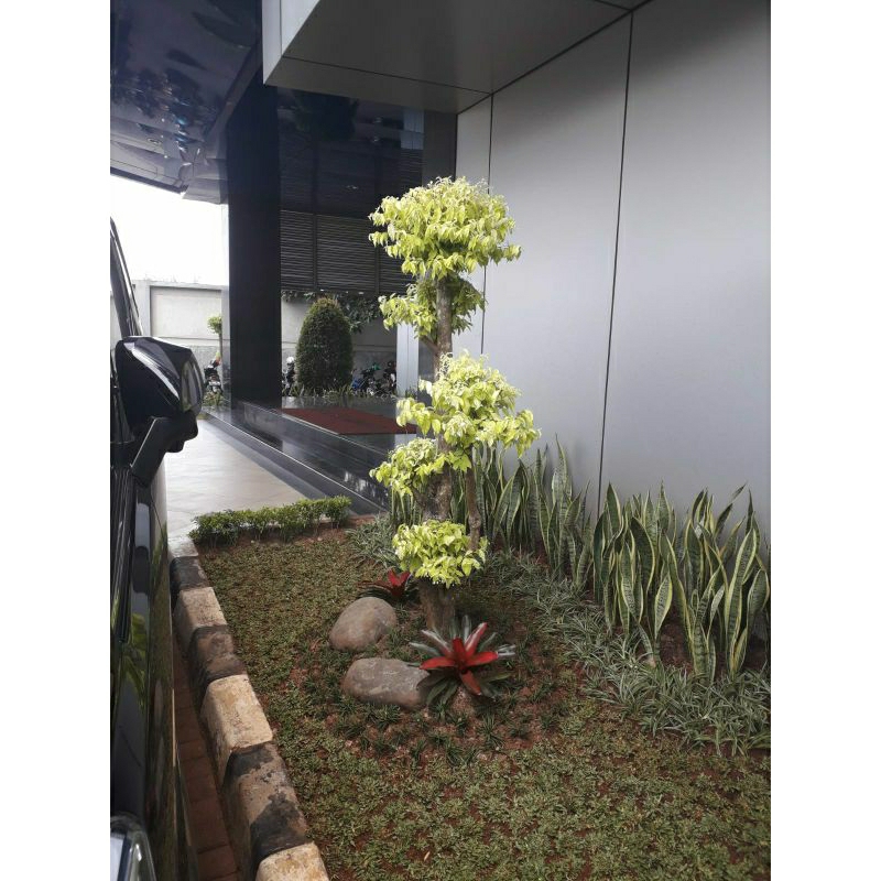 Bonsai anting Putri tinggi 1 meter - 1,5 meter KHUSUS INSTAN