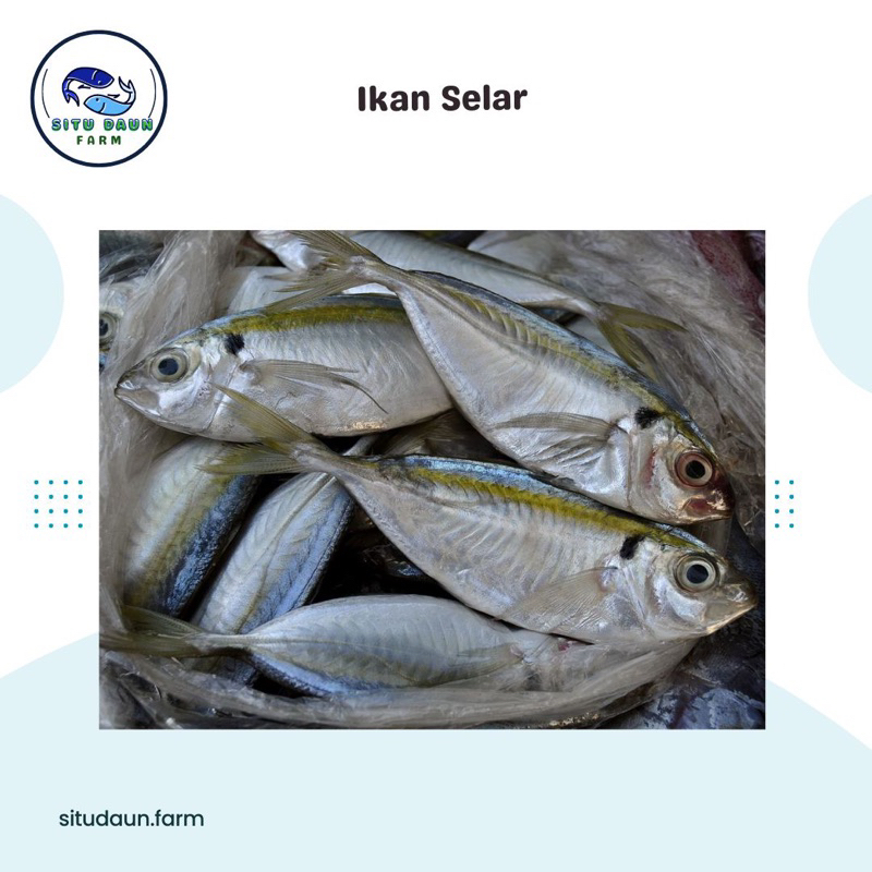 

Ikan Selar Frozen 1 Kg Murah berkualitas