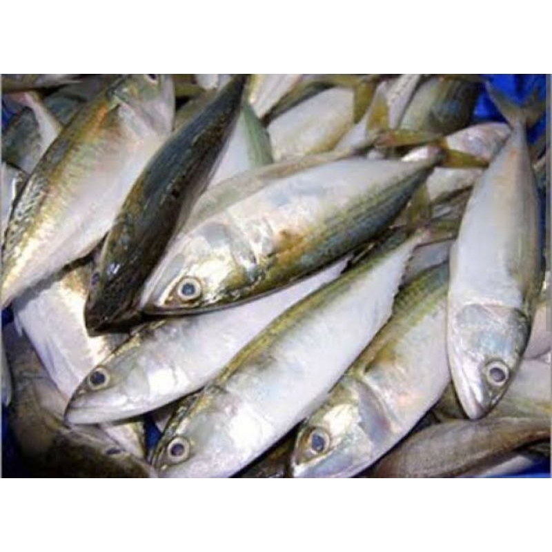 

IKAN KEMBUNG LAYANG 500 GR SAYUR SEGAR PALEMBANG