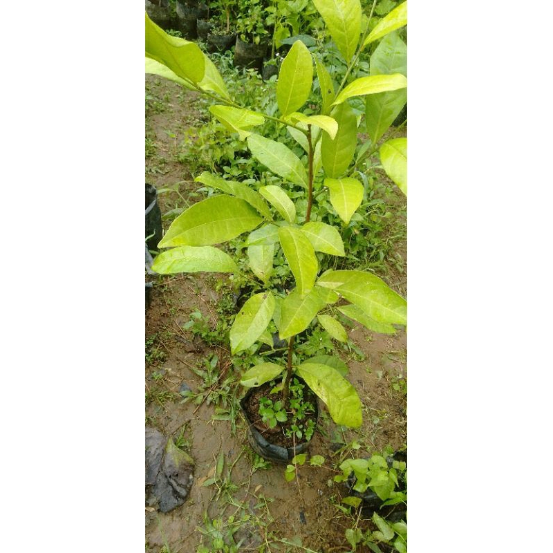 Bibit Tanaman Cendana Bali-pohon Cendana Bali