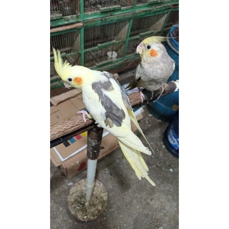 falk australia jinak total