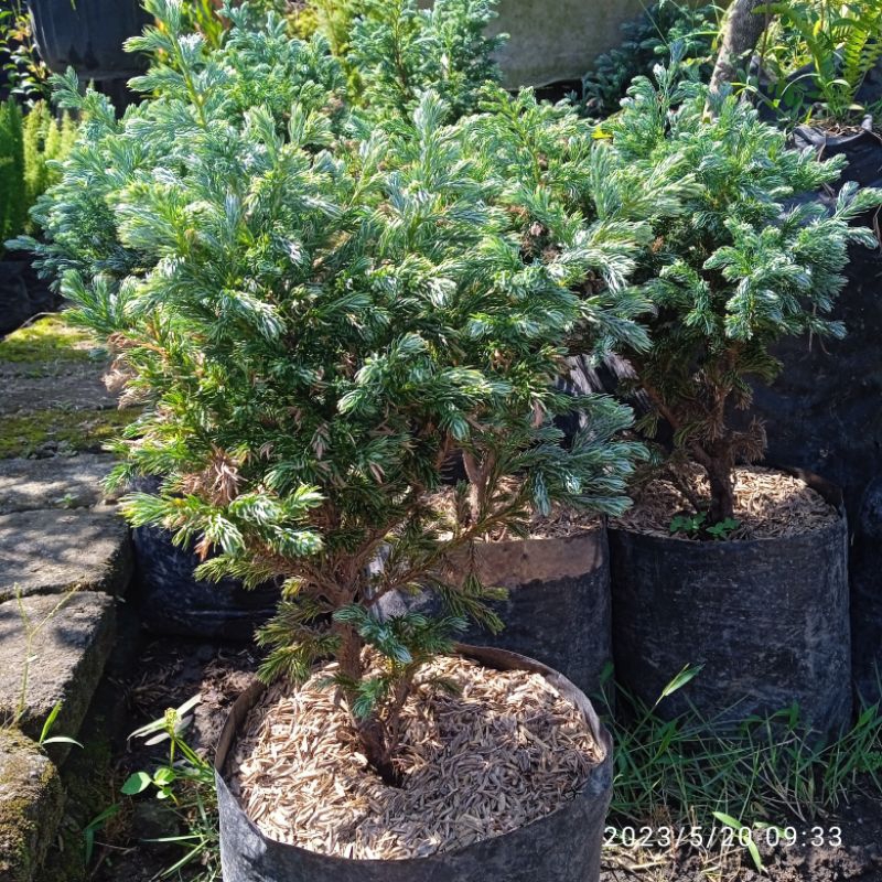 cemara salju/cemara perak