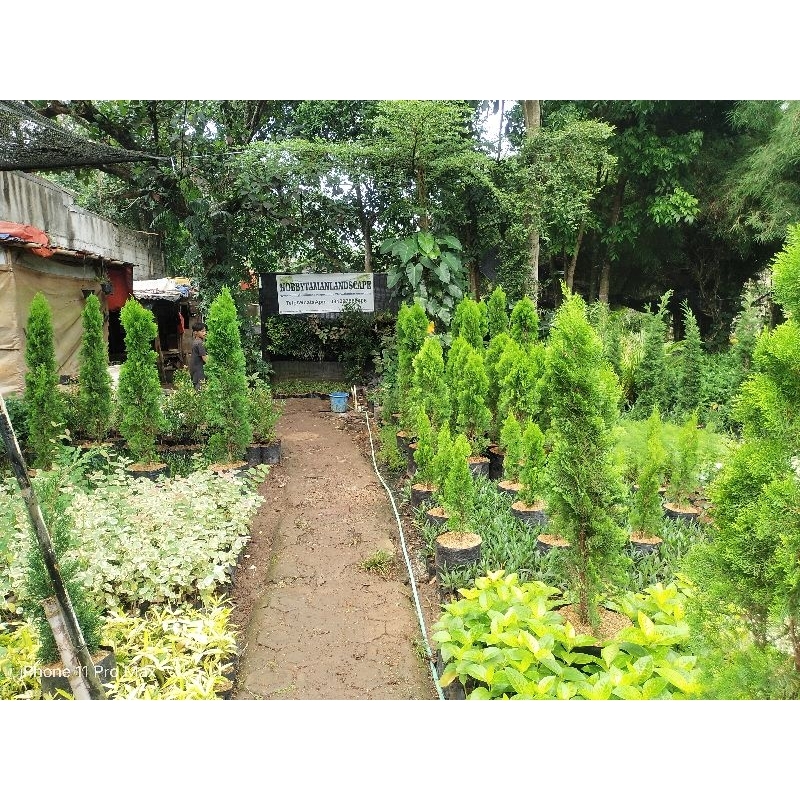 Pohon Cemara Kipas Tinggi 1.5 Meter Tanaman Cemara Kipas