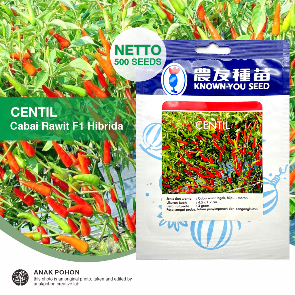 (1 PACK - 500 SEEDS) Benih Cabai Rawit Merah Tegak CENTIL Hibrida F1 Cabe Rawit Sangat Pedas Seeds - Known You Seed KYS