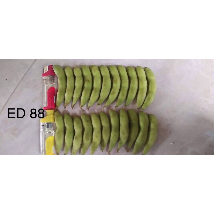 

Edamame Jember