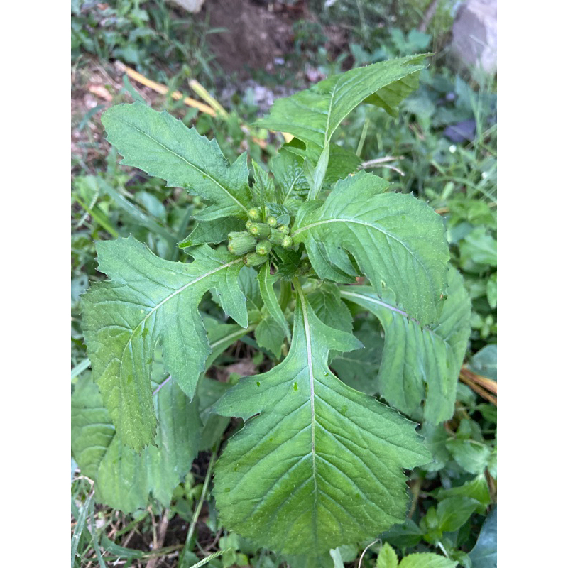 

Daun sintrong segar petik langsung 1 kg-az