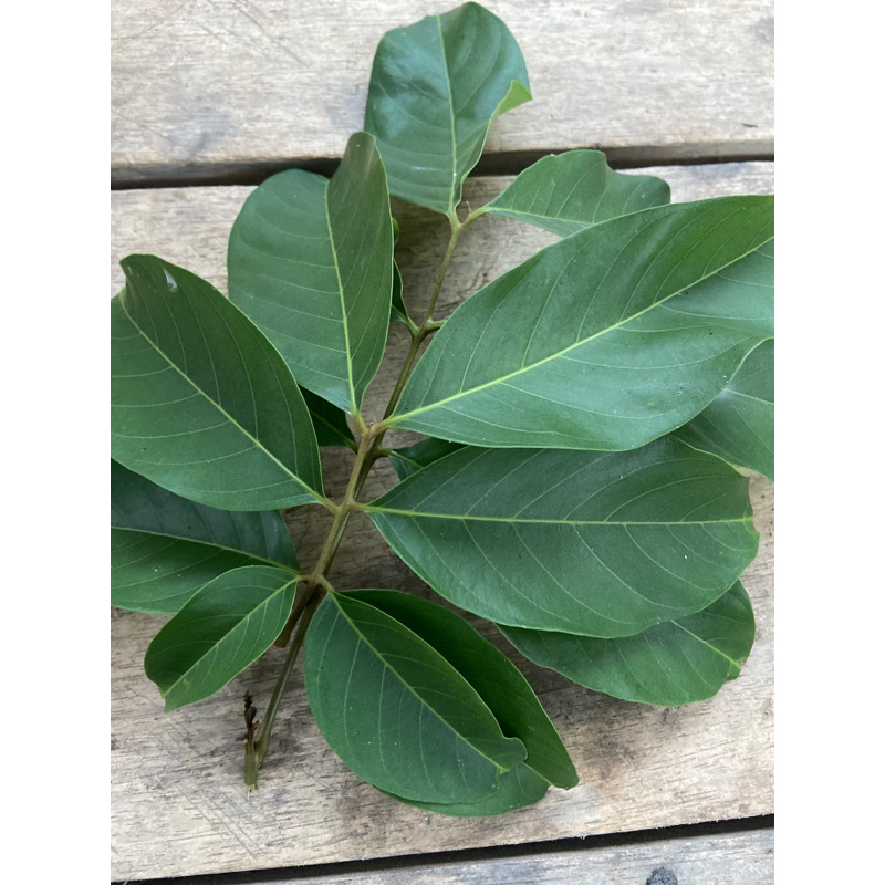 

Daun rambutan segar daun buah rambutan 500 gram-az