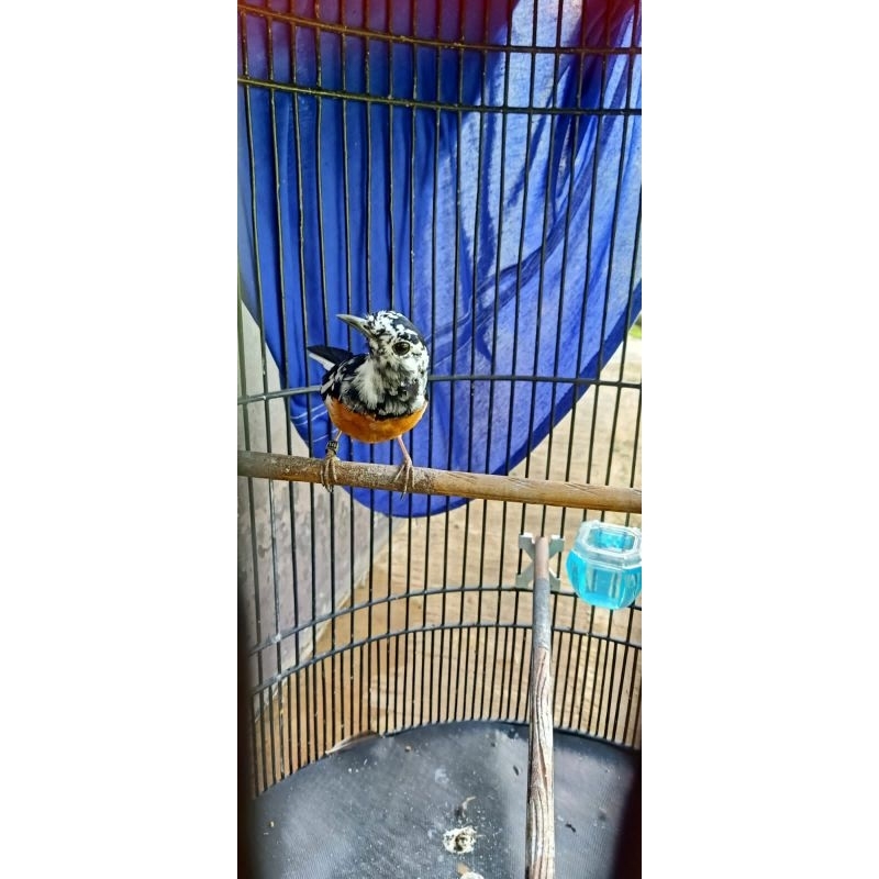 Muray Batu Medan Jenis Blorok