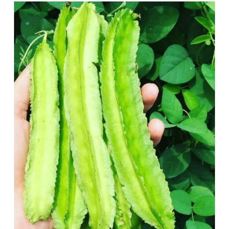 

Sayur cipir asli berat 100g sayur orang kampung sayur sehat