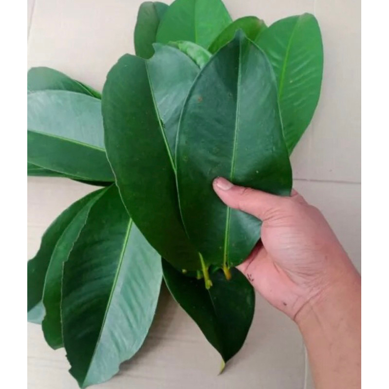 

Daun manggis segar 1 kg petik langsung-az