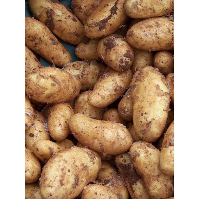 

Kentang Dieng/kentang kuning 1kg