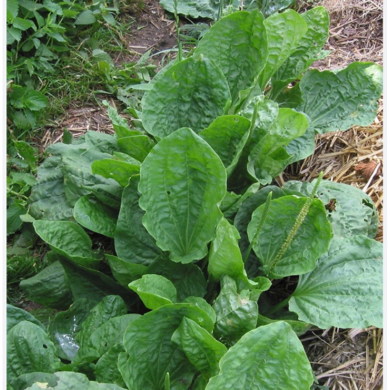 

Daun sendok segar 500 gram fresh-az