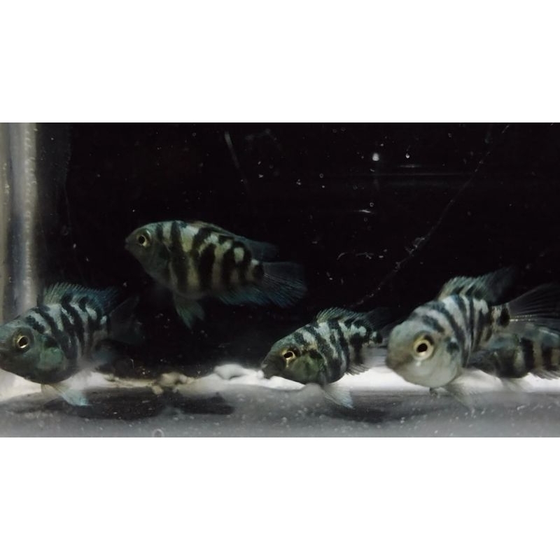 

blue polar chiclid