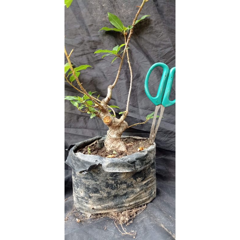 bahan bonsai mame loa sesuai gambar