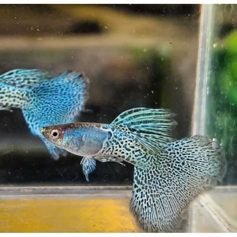 ikan guppy / guppy metal Snack skin blue grass