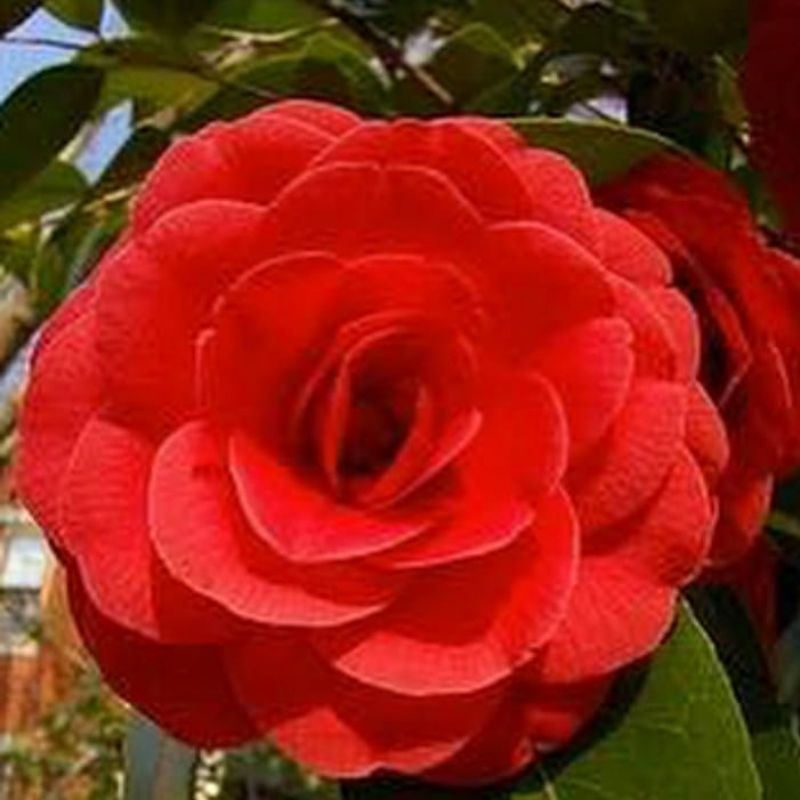 Rose Bibit bunga Camelia Merah Tanaman Bunga Camelia Wangi