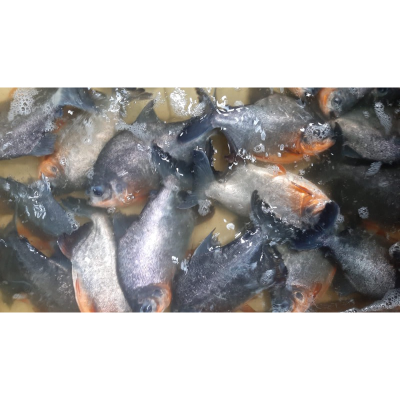 IKAN BAWAL SEGAR HIDUP 500-1000gr