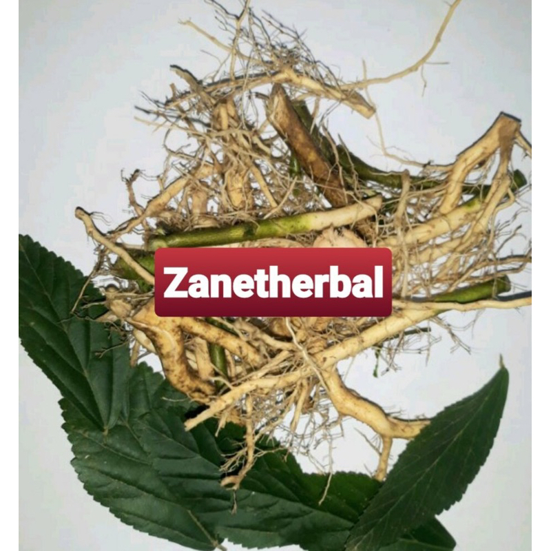 

Akar sidaguri jantan segar 500 gram akar sidoguri-az