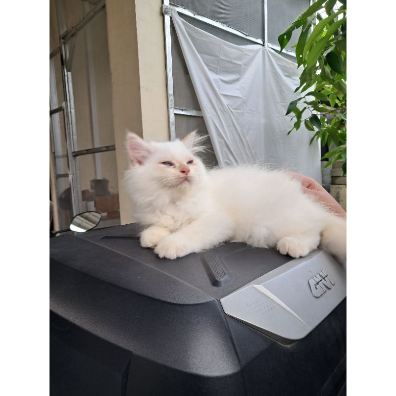 Open Adop Himalaya Seal Point Flatnose Kitten