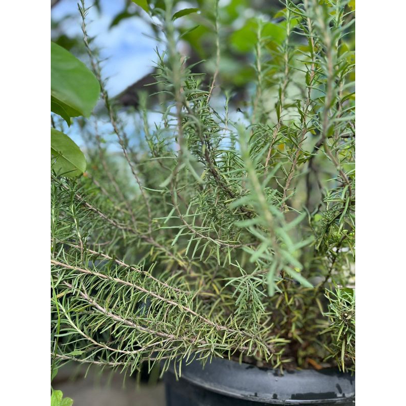Daun Rosemary Fresh 50 gram