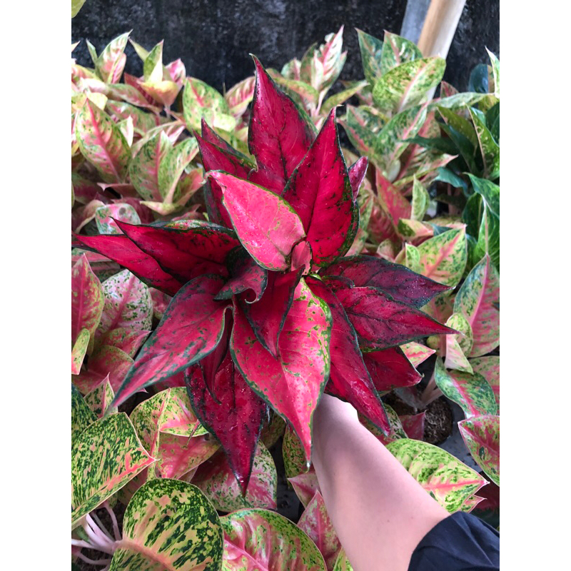 Aglaonema Red King Rumpun 2+