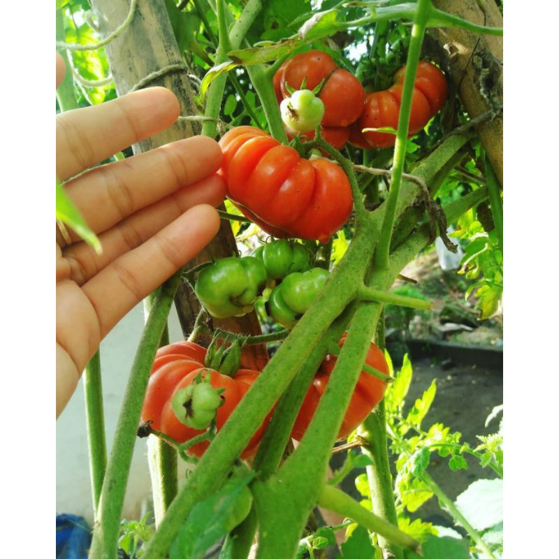 Benih Super Tomat Mawar Tomat Keriting F1 Tahan penyakit dan cuaca kualitas terbaik
