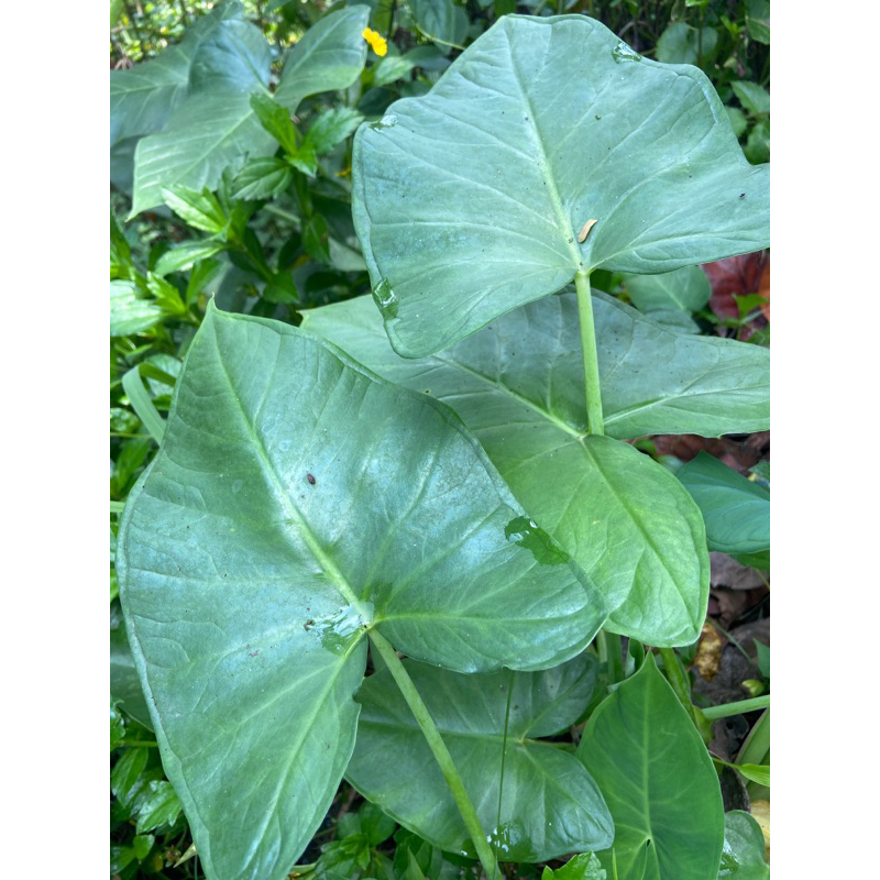 Daun talas liar daun talas segar 1 kg-az