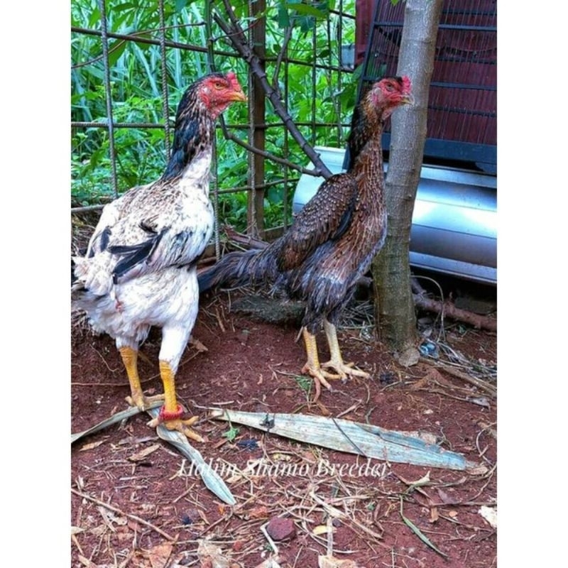 telur tetas ayam shamo